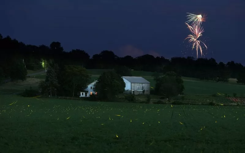 The unexpected devastating effect of fireworks on our wildlife