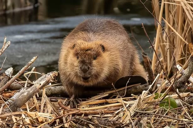 The Croydon park where a colony of beavers are planned to be introduced in huge rewilding project