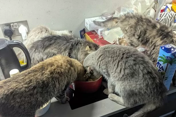 Woman caught with 21 cats, 1 dog and a snake in squalid Shoreditch flat