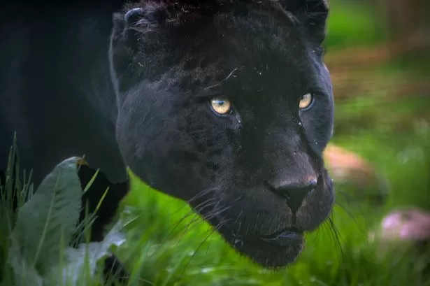 Couple captures video of famous 'beast' during UK hotel stay