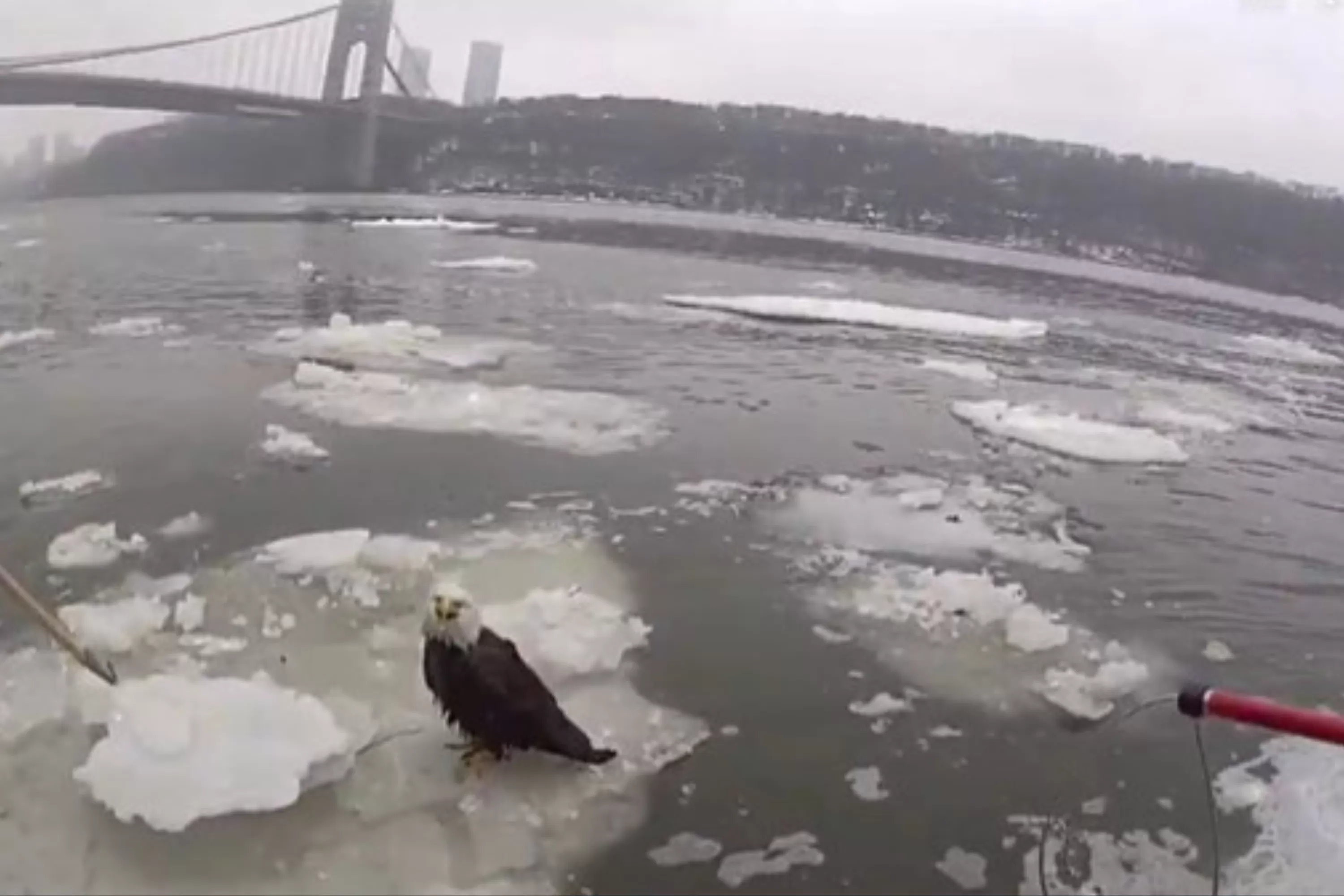 Video Shows NYPD Rescuing Bald Eagle From Hudson River