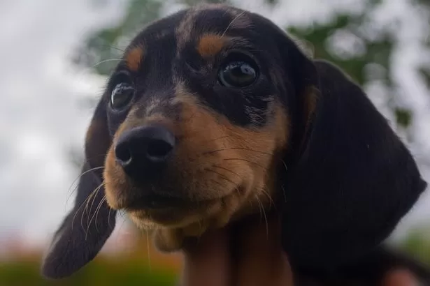 Exact ingredient to add to your dog's dinner to help them relax