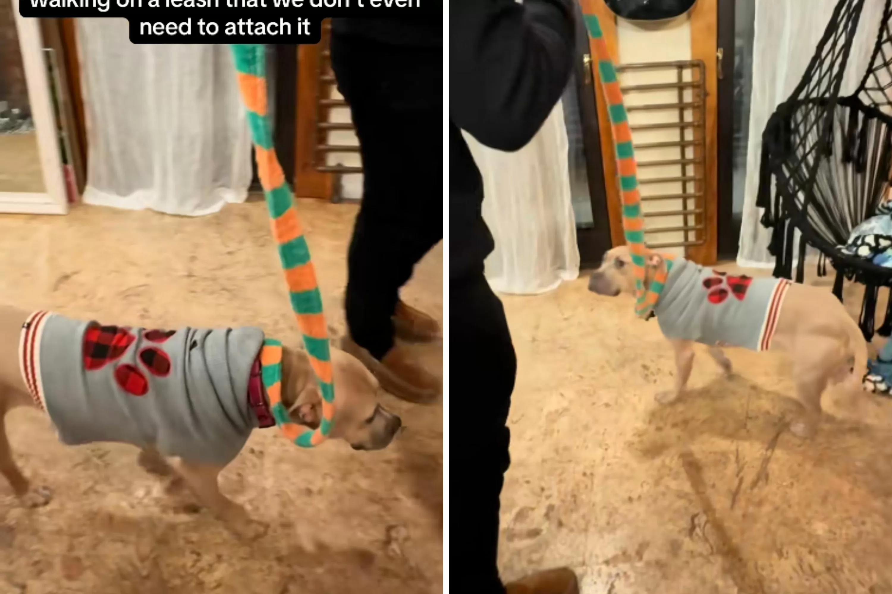 New Foster Dog Arrives Home—Her Response To a Leash Leaves Owners Stunned