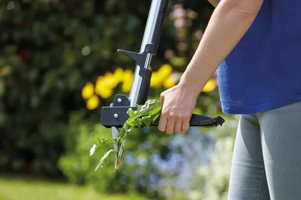 Gardener with knee pain praises 'godsend' weed tool reduced to £25 that's 'easy to use'